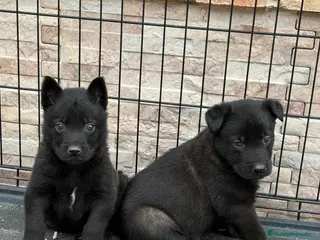 Pastor Belga Malinois perros Cachorros Malinois - Anuncio 2