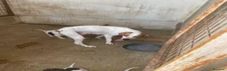 Pointer perros en venta: Excelentes cachorros pointer  - Anuncio 3
