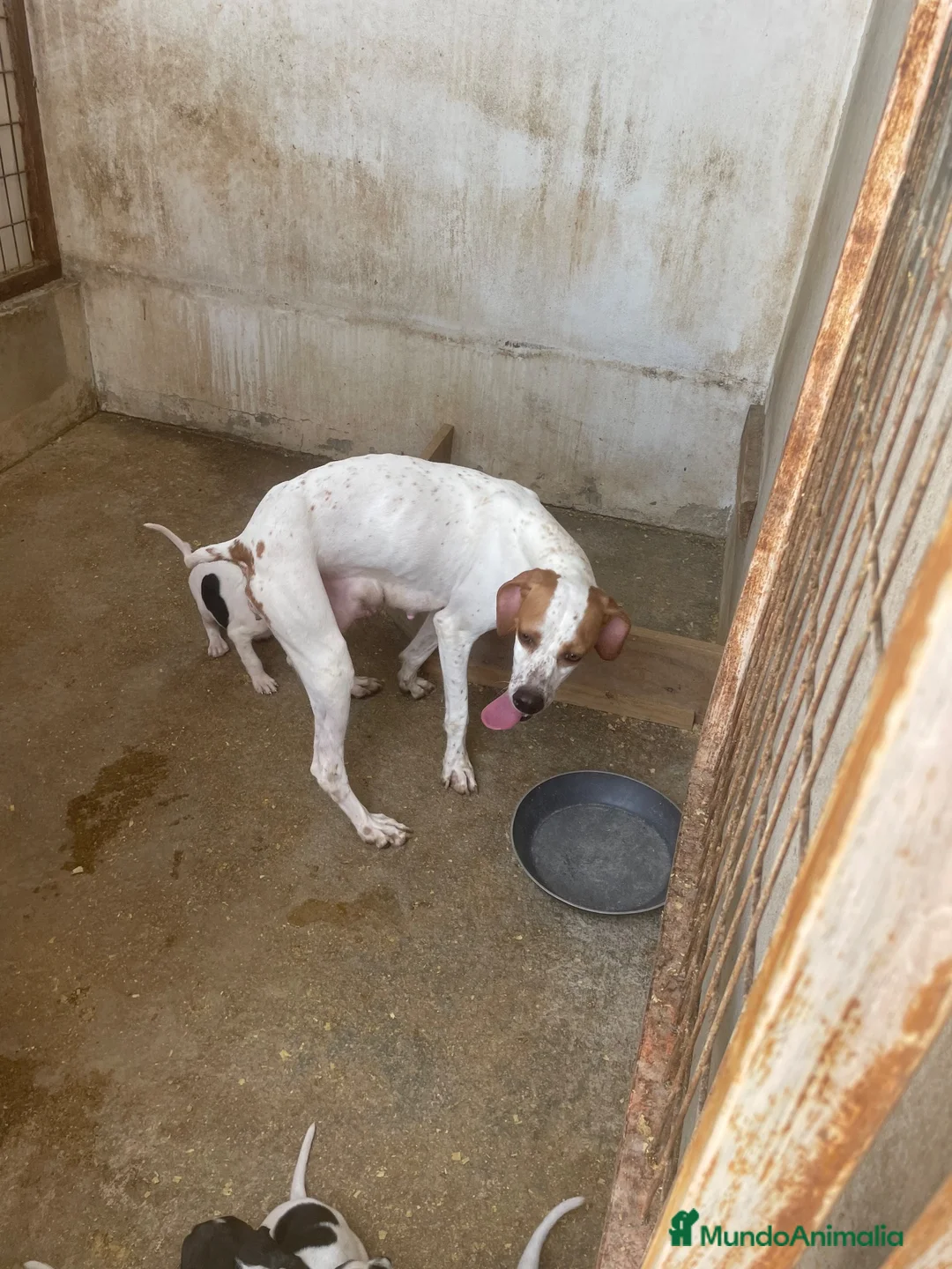 Pointer perros en venta: Excelentes cachorros pointer  - Anuncio 3