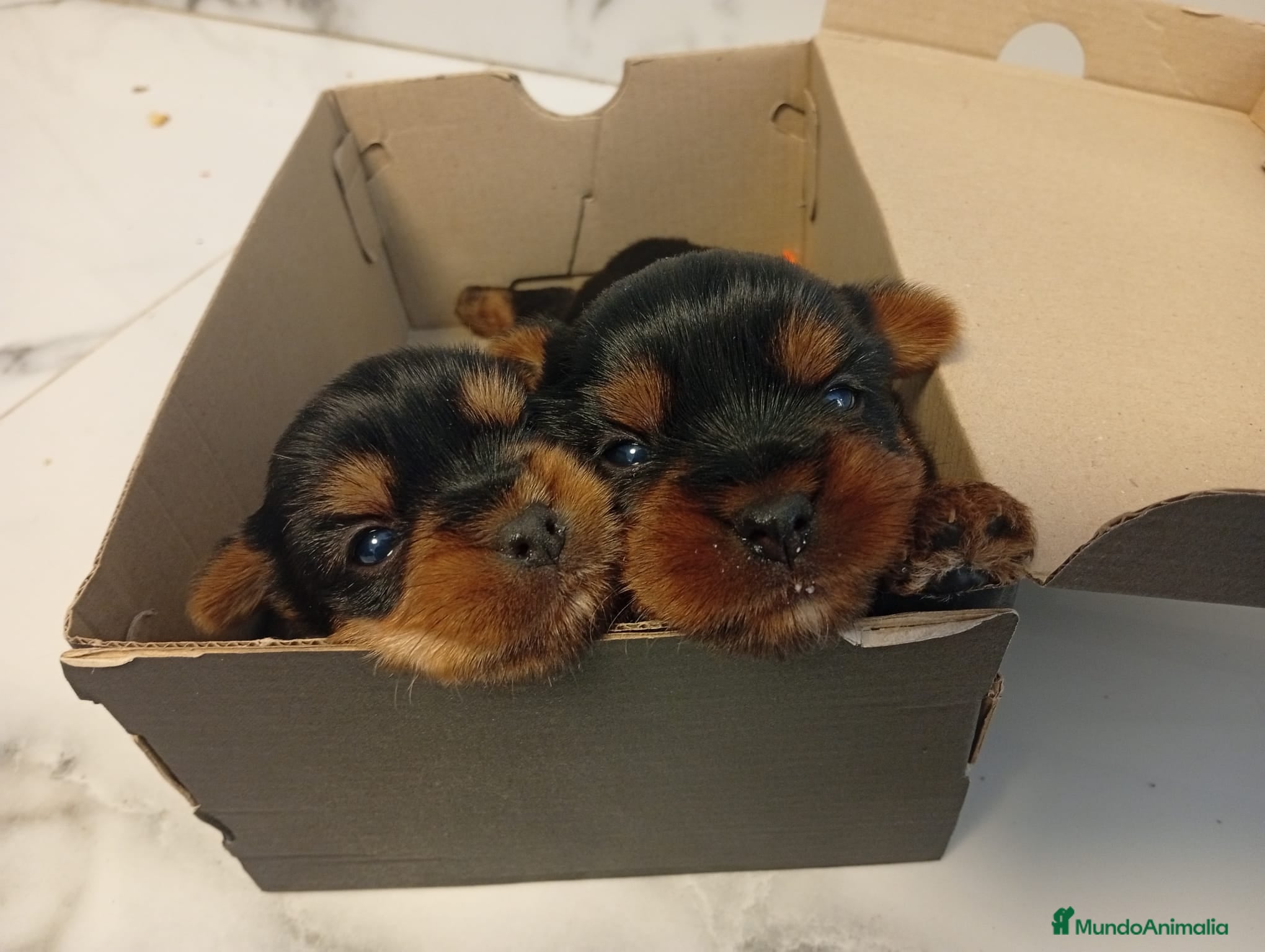 Yorkshire Terrier perros Yorkshire terrier Toy Machos disponible  - Anuncio 4
