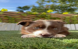 Border Collie perros en venta: BORDER COLLIE HEMBRA CHOCOLATE - Imagen 17