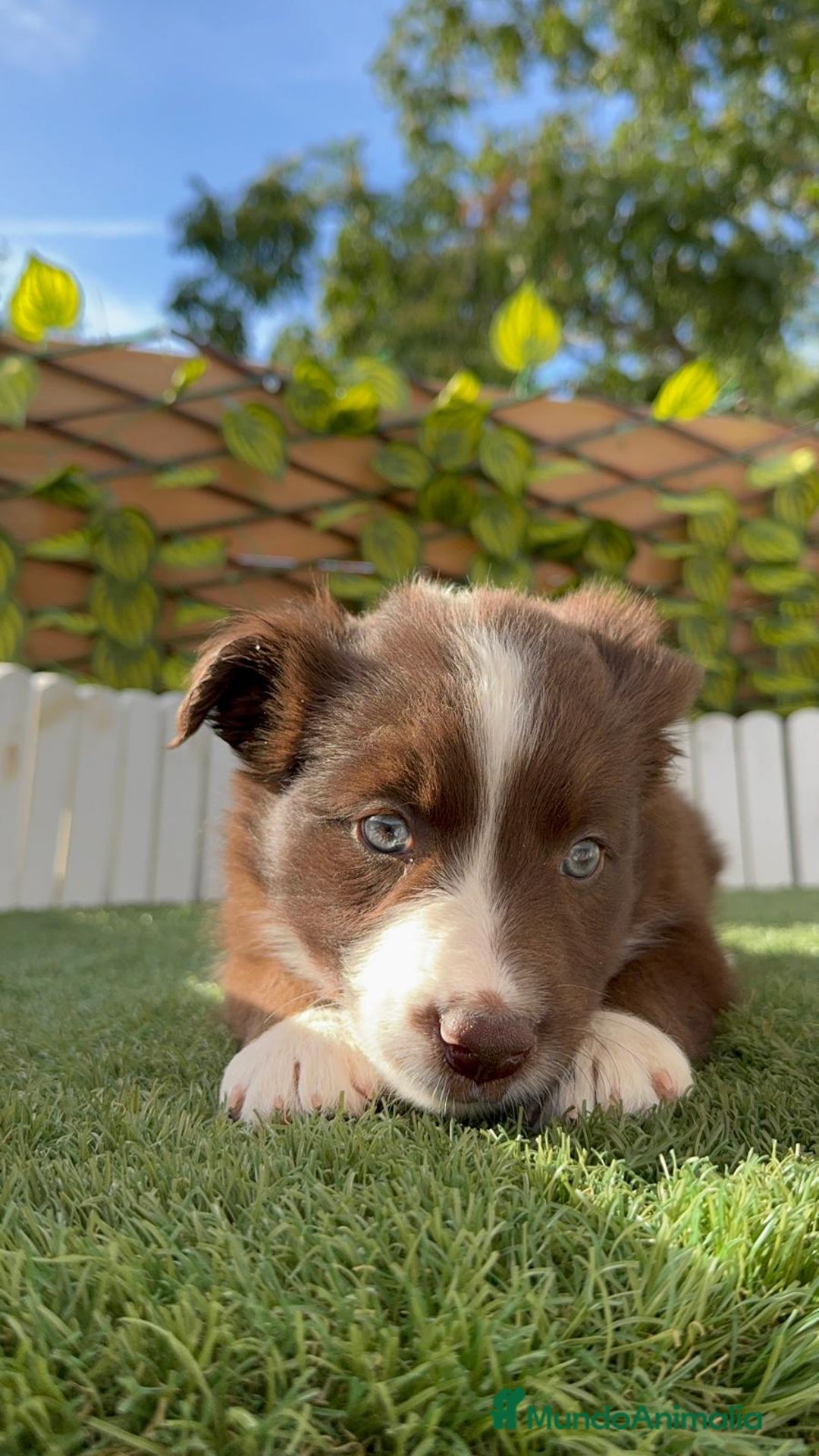 Border Collie perros en venta: BORDER COLLIE HEMBRA CHOCOLATE - Imagen 17