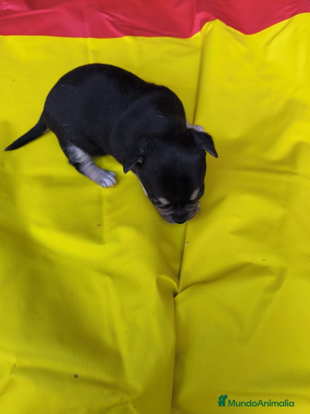 Chihuahua perros en venta: CHIHUAHUAS EXCLUSIVOS TEA CUP - Anuncio 4