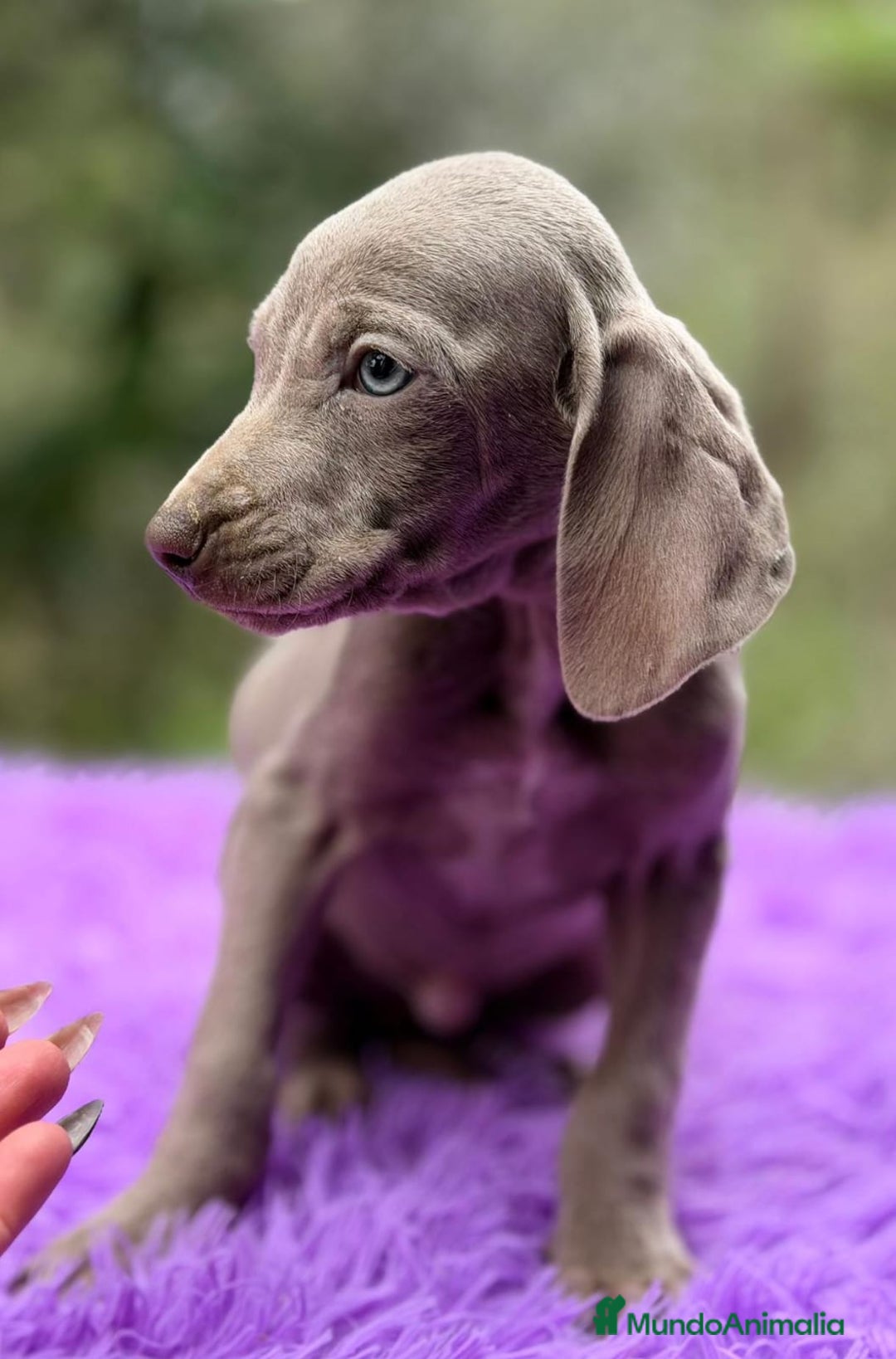 Weimaraner perros en venta: BRACO DE WEIMANARER - Anuncio 2