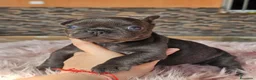 Bulldog Francés perros en venta: Bulldog francés exoticos  - Anuncio 3