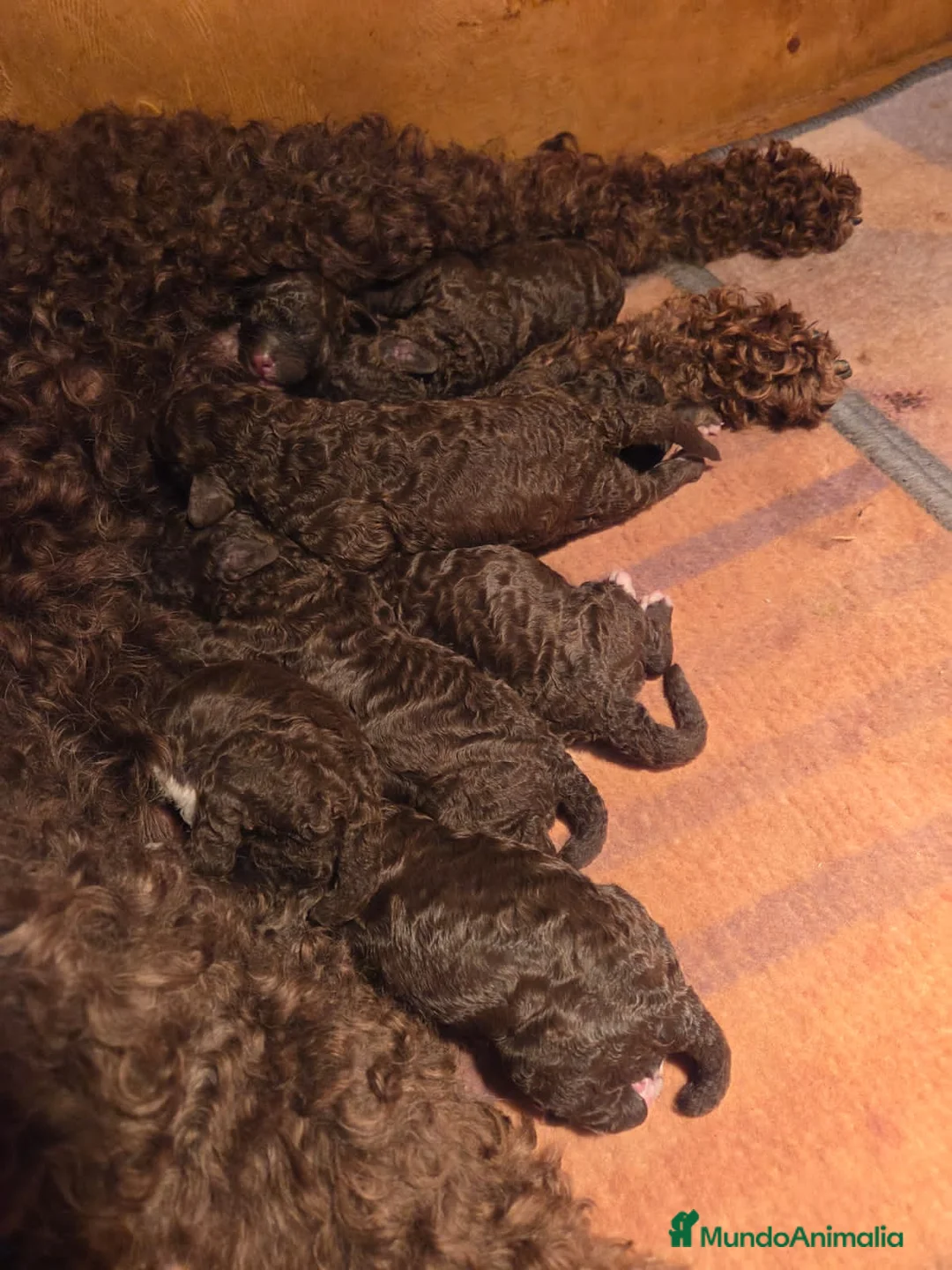 Perro de Agua Español perros en venta: Cachorros perros de agua - Anuncio 1