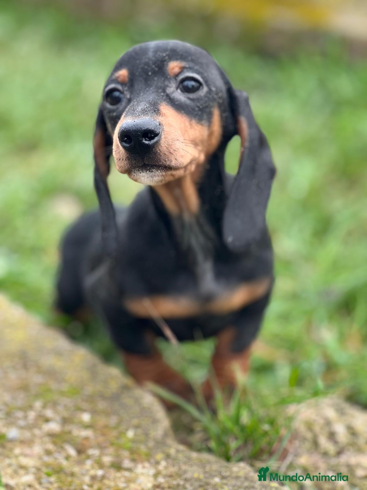 Teckel Miniatura perros TECKEL HEMBRA NEGRO Y FUEGO DISPONIBLE en Barcelona - Anuncio 29