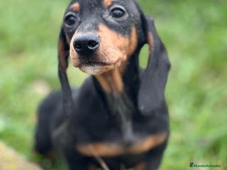 Teckel Miniatura perros TECKEL HEMBRA NEGRO Y FUEGO DISPONIBLE en Barcelona - Anuncio 26