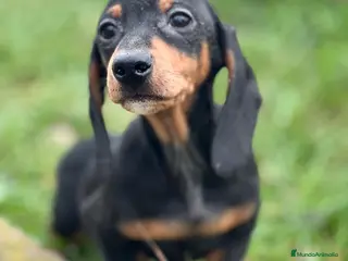 Teckel Miniatura perros TECKEL HEMBRA NEGRO Y FUEGO DISPONIBLE en Barcelona - Anuncio 11