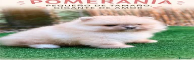 Pomerania Cachorro 3