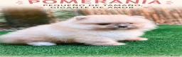 Pomerania perros en venta: POMERANIA - Anuncio 5