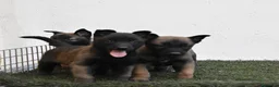Pastor Belga Malinois perros en venta: pastor belga malinois  - Anuncio 3