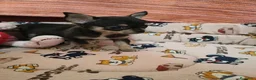 Chihuahua perros en venta: Chihuahua Toy - Anuncio 3