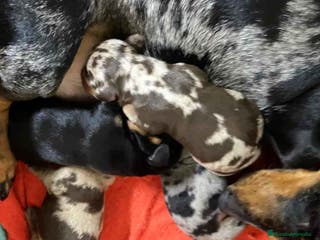 Teckel perros Camada TECKEL disponible - AQUANATURA en Barcelona - Anuncio 21