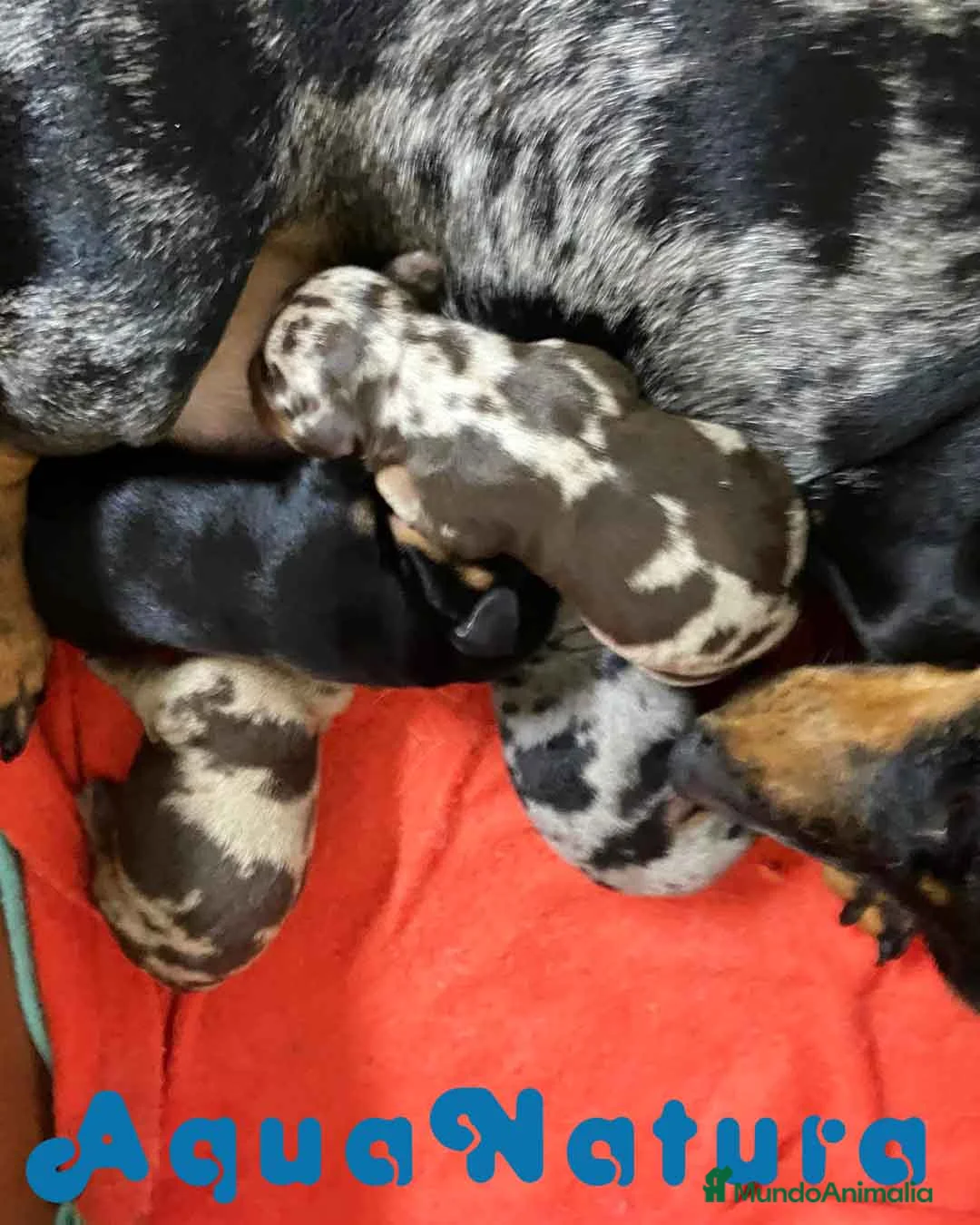 Teckel perros en venta: Camada TECKEL disponible - AQUANATURA en Barcelona - Anuncio 1