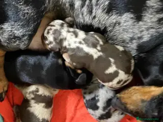 Teckel perros Camada TECKEL disponible - AQUANATURA en Barcelona - Anuncio 2