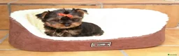 Yorkshire Terrier perros en venta: Yorkshire Terrier - Anuncio 6