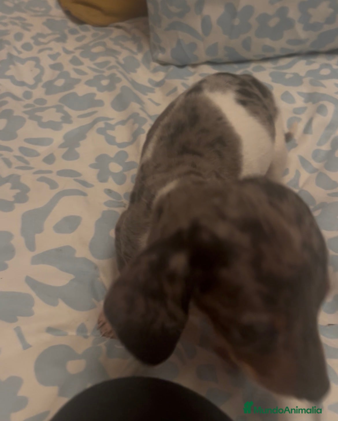 Teckel Miniatura perros Teckel kanichen arlequín  - Anuncio 1