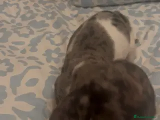 Teckel Miniatura perros Teckel kanichen arlequín - Anuncio 3