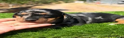 Teckel Miniatura perros en venta: Teckel mini  - Anuncio 5