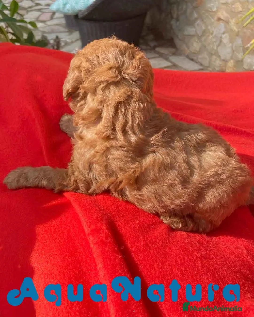 Caniche Toy perros en venta: Caniche Macho 7352 de Camila - AQUANATURA en Barcelona - Anuncio 7