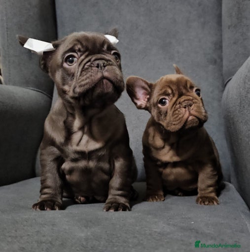 Imagen de galería {{count}}