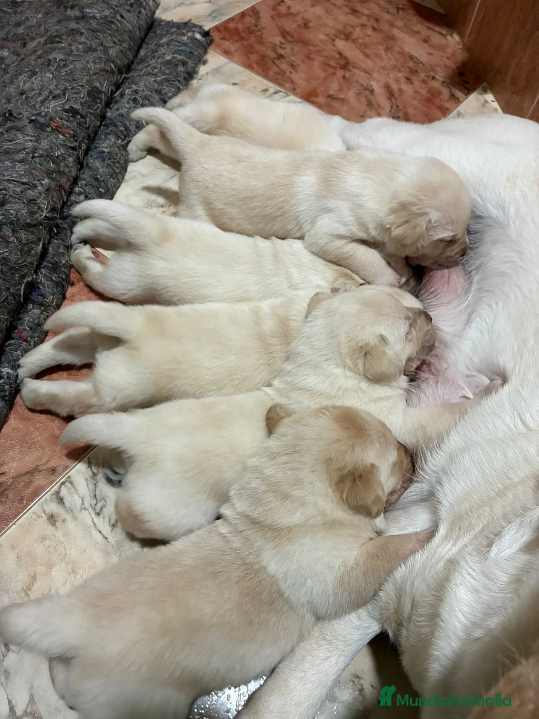 Labrador Retriever perros en venta: Labrador Retriever  - Anuncio 5