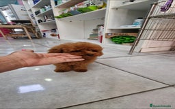 Caniche Toy perros en venta: MACHO CANICHE TOY ASIATICO 50% - Imagen 2