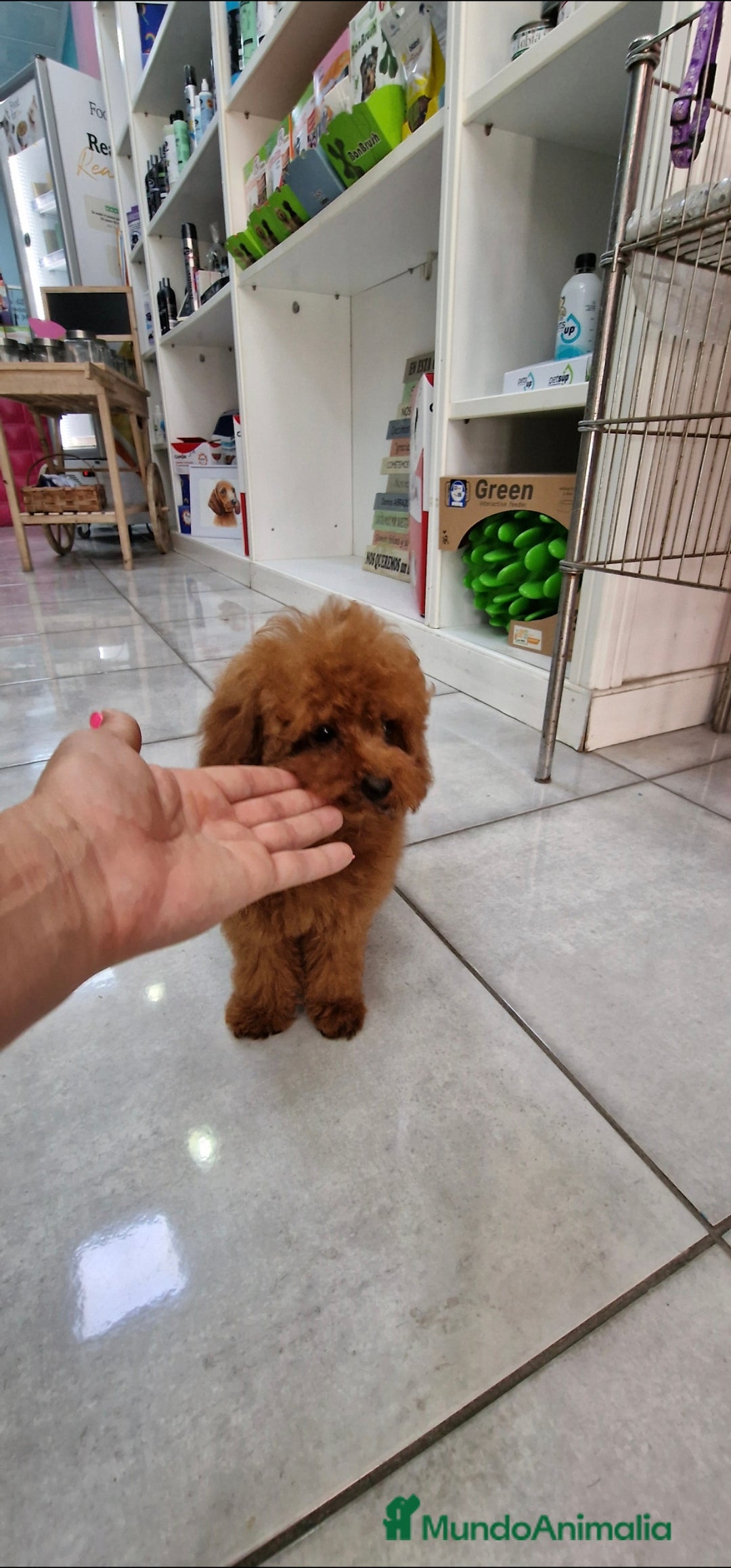 Caniche Toy perros en venta: MACHO CANICHE TOY ASIATICO 50% - Imagen 2