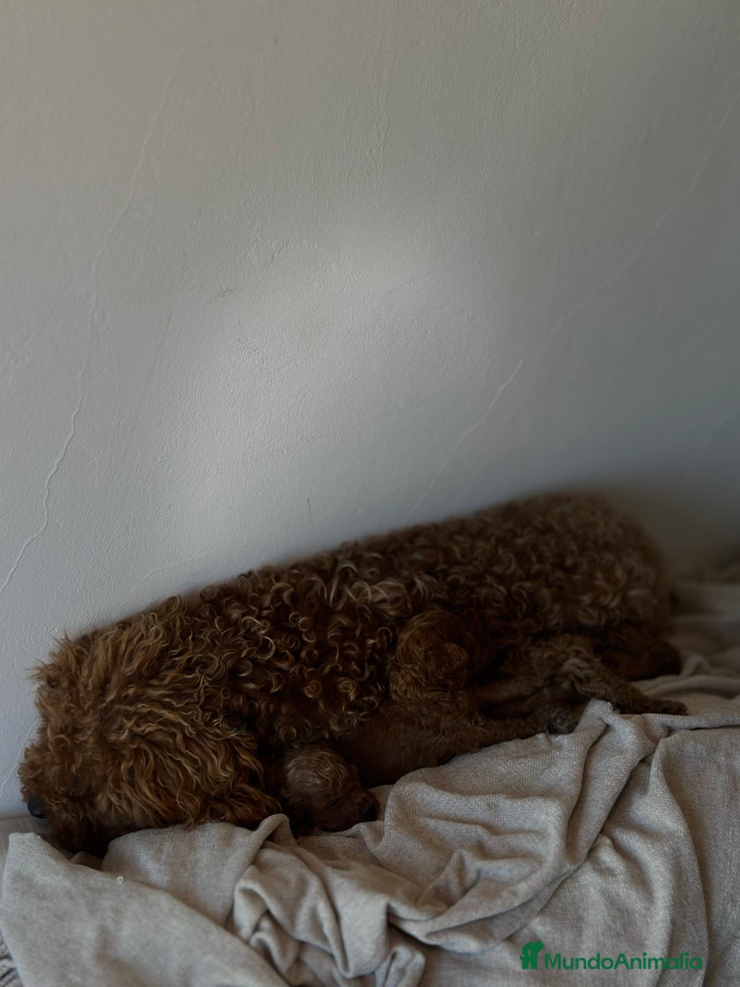 Caniche Toy perros en venta: 4 preciosos caniches toy rojos  - Imagen 9