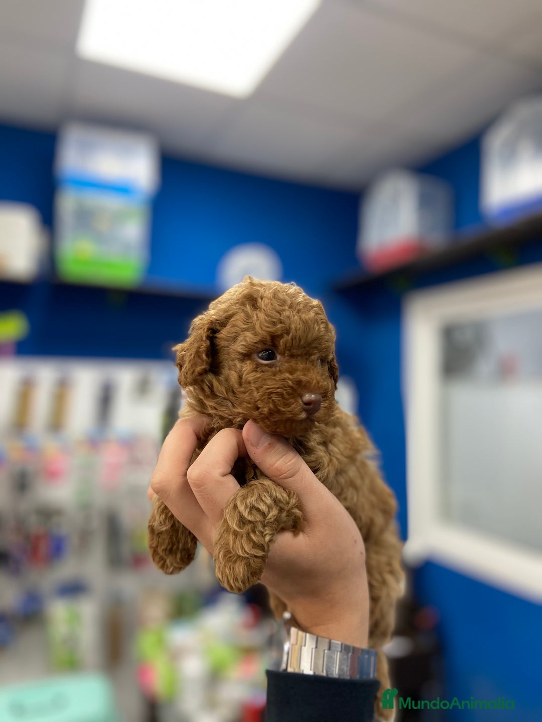 Caniche Toy perros en venta: Cachorros Caniche Toy 1.200€ ¡PRECIO REAL! - Imagen 4