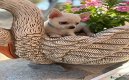 Chihuahua perros en venta: Chihuahua Blanco Macho cabeza manzana !!! - Imagen 6