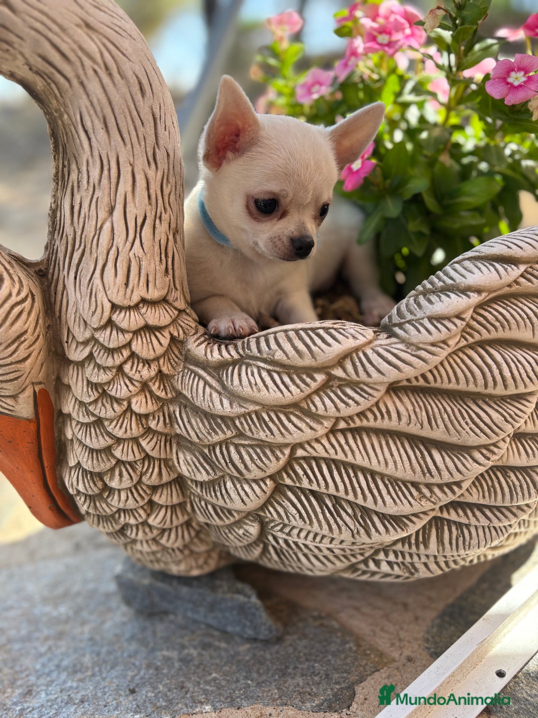 Chihuahua perros en venta: Chihuahua Blanco Macho cabeza manzana !!! - Imagen 6