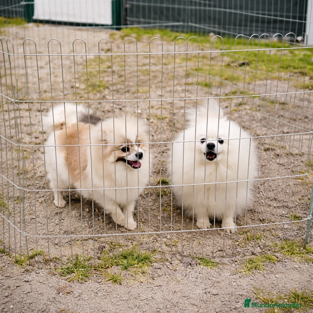 Pomerania perros en venta: Cachorros Pomerania mini toy disponibles - Anuncio 2