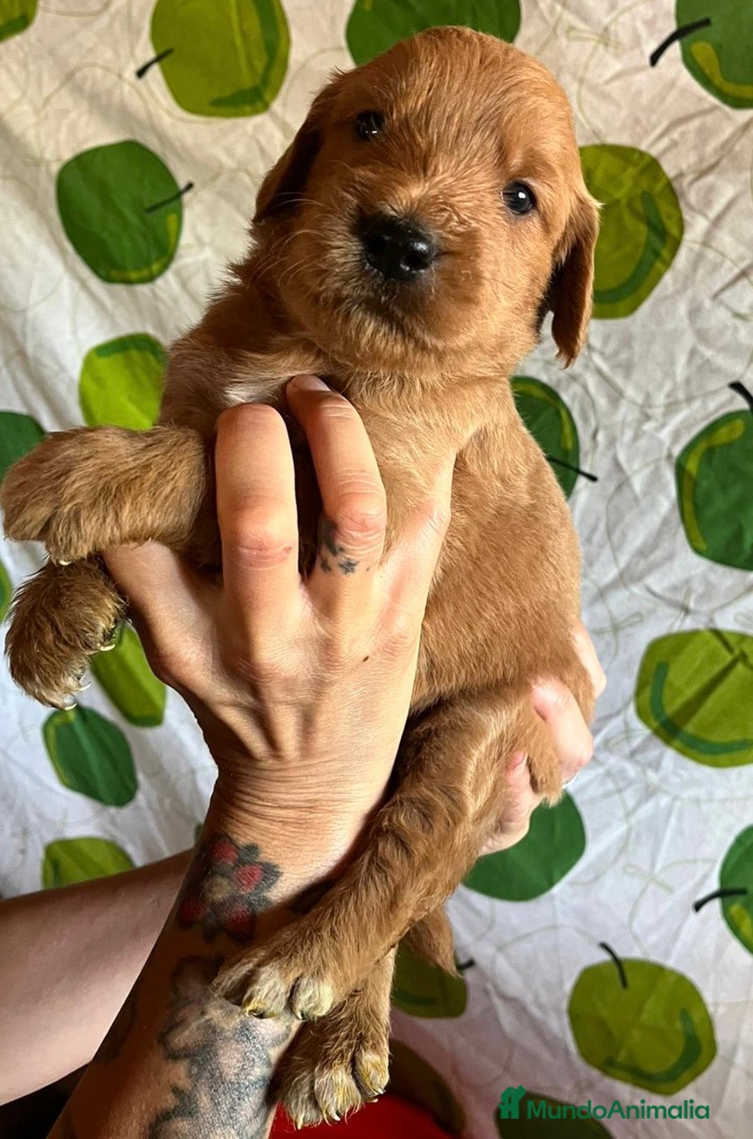 Goldendoodle perros en venta: Goldendoodle  - Imagen 10