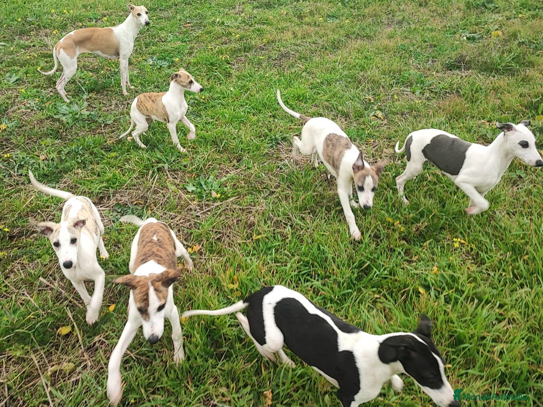 Whippet perros en venta: WHIPPET MACHO - Anuncio 5