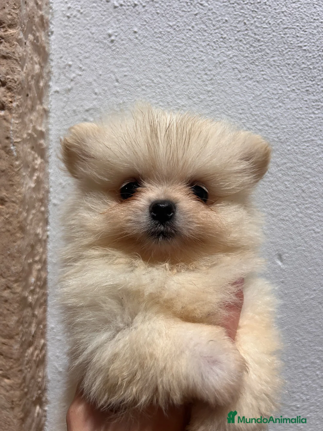 Pomerania perros en venta: Pomeranias 628789235 - Anuncio 2