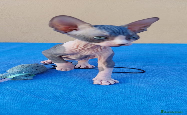 Sphynx gatos - Anuncio 2