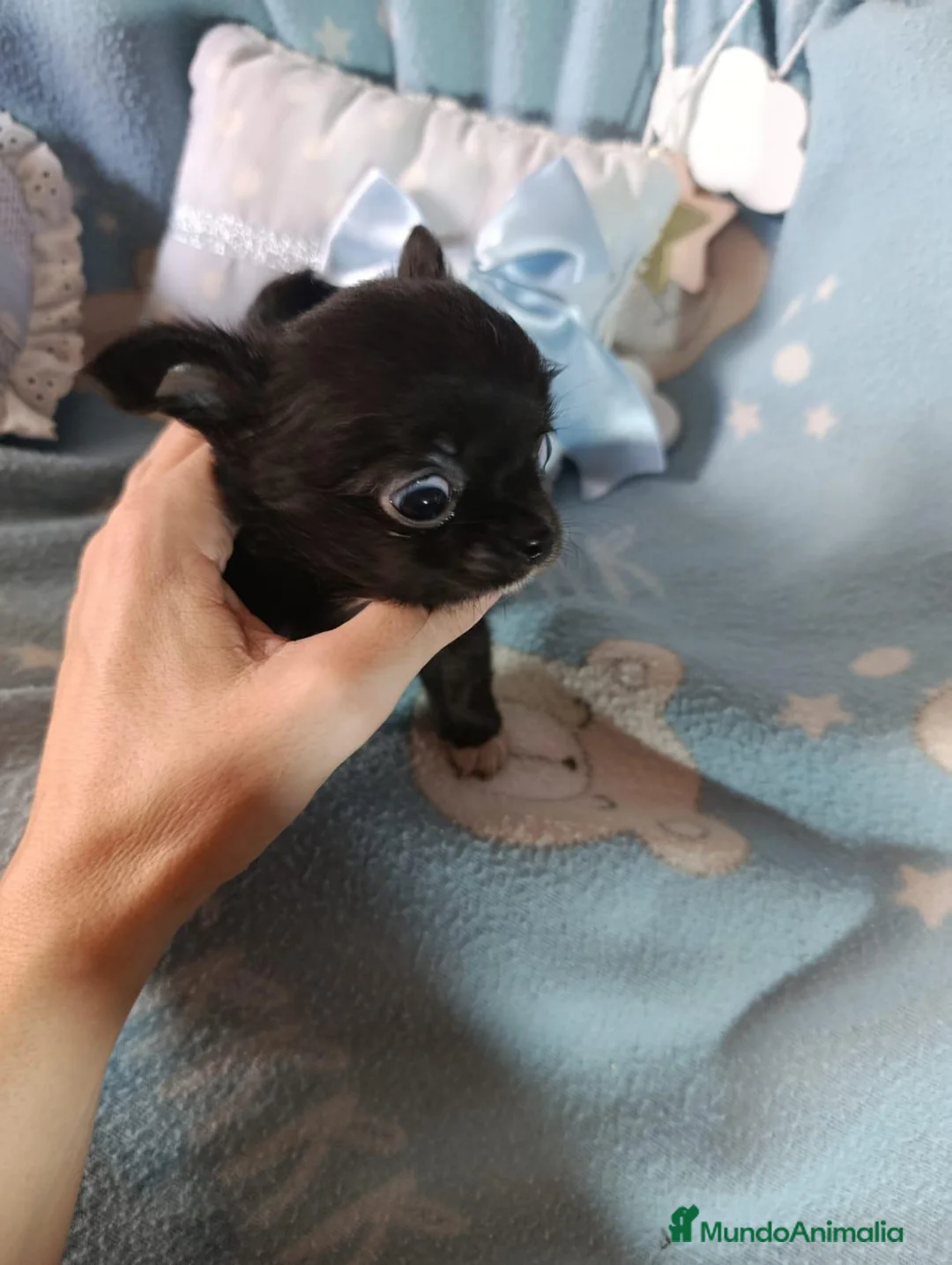 Chihuahua perros en venta: ‼️‼️PRECIOSA CAMADA DE CHIHUAHUAS TAMAÑO MINI - Anuncio 6