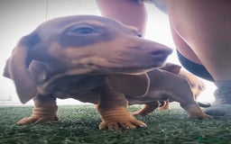 Teckel perros en venta: Teckel chocolate y Arlequín  - Imagen 1