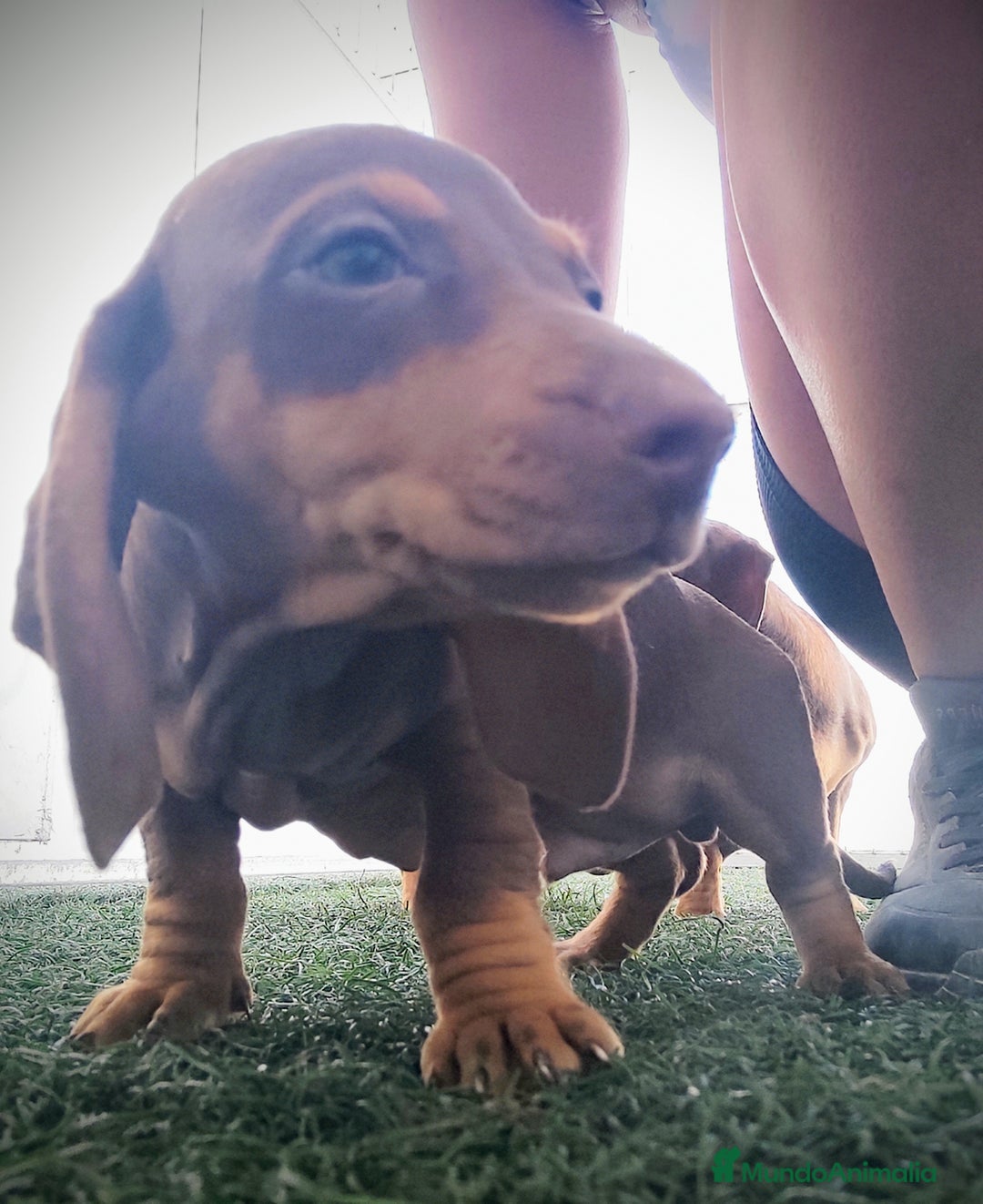 Teckel perros en venta: Teckel chocolate y Arlequín  - Imagen 1