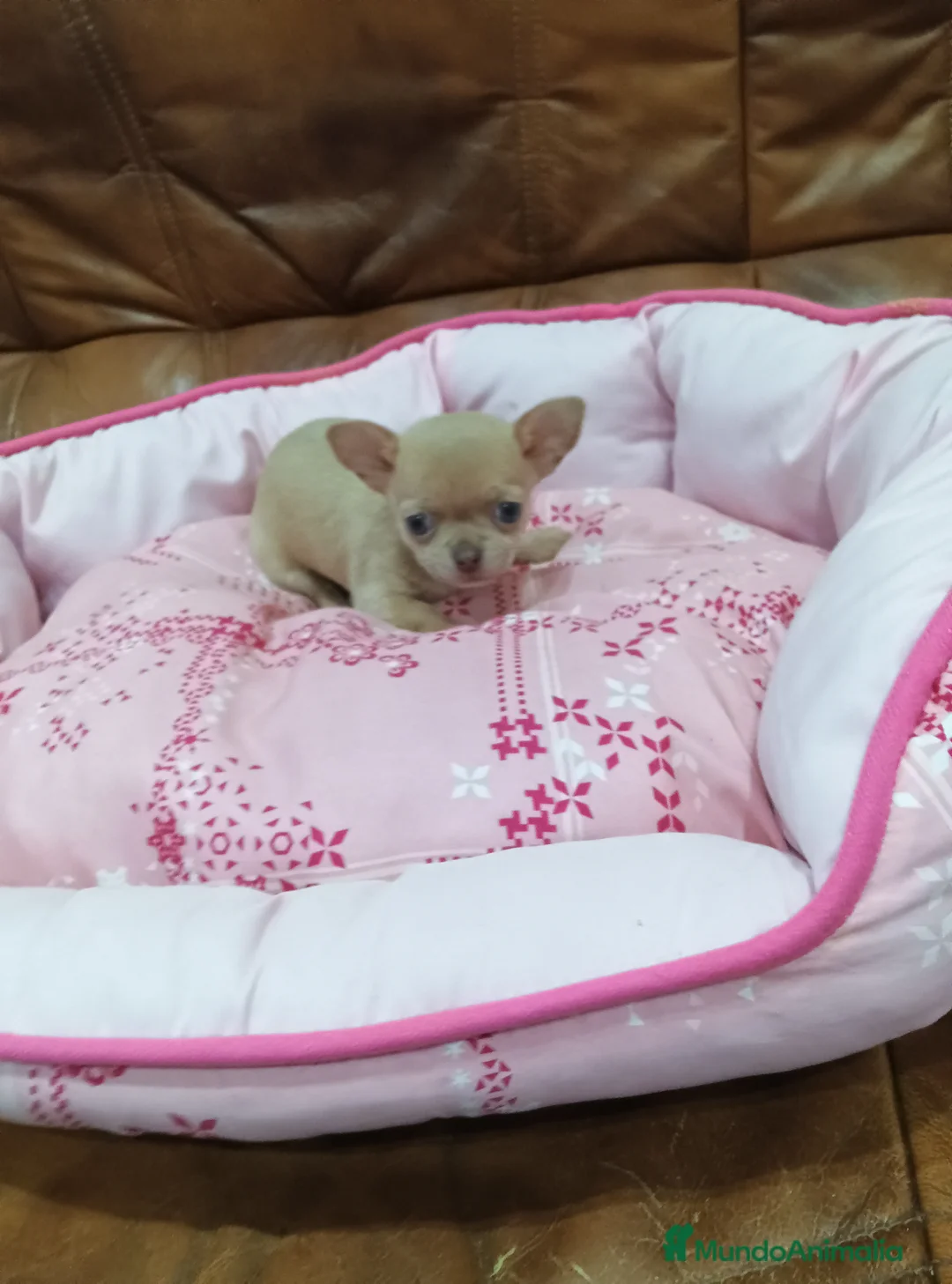 Chihuahua perros en venta: CHIHUAHUA toy  - Anuncio 4