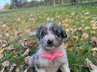 Border Collie perros Border collie en La Rioja - Anuncio 5