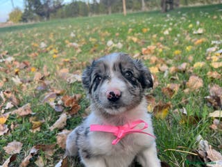 Border Collie perros Border collie en La Rioja - Anuncio 4