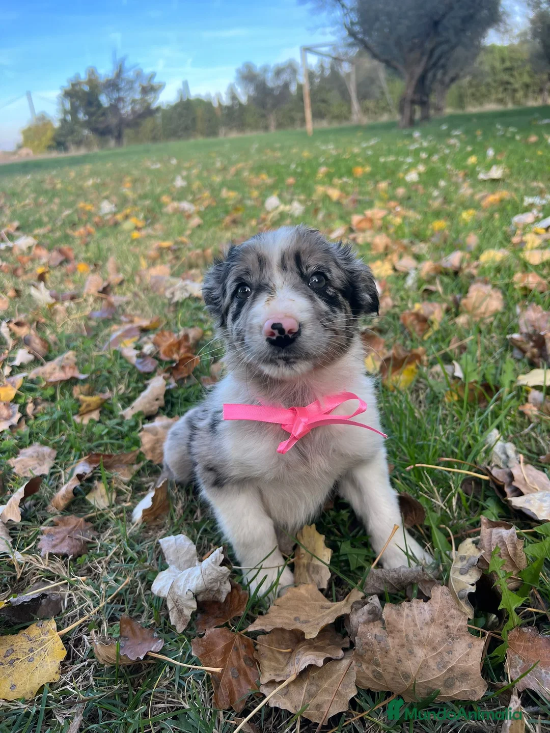 Border Collie perros en venta: Border collie  en La Rioja - Anuncio 1