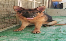 Pastor Alemán perros en venta: Cachorras pastor alemán, pedigre en Pontevedra - Imagen 10