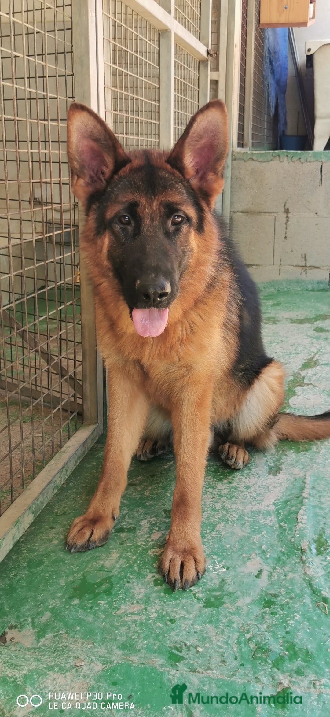 Pastor Alemán perros en venta: Cachorras pastor alemán, pedigre en Pontevedra - Imagen 10