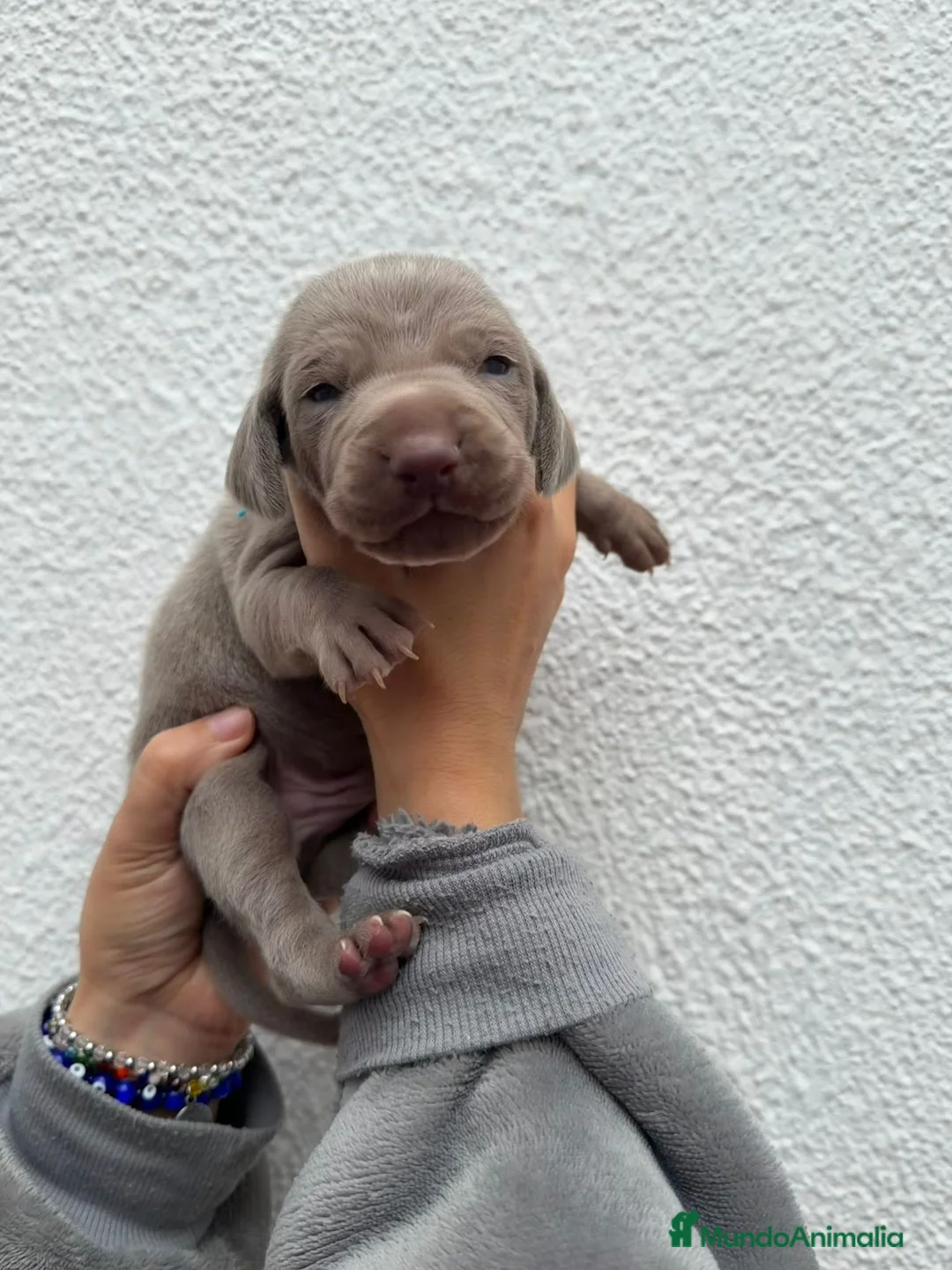 Weimaraner perros en venta: Cachorros braco de Weimar 🐶🐾 - Anuncio 2
