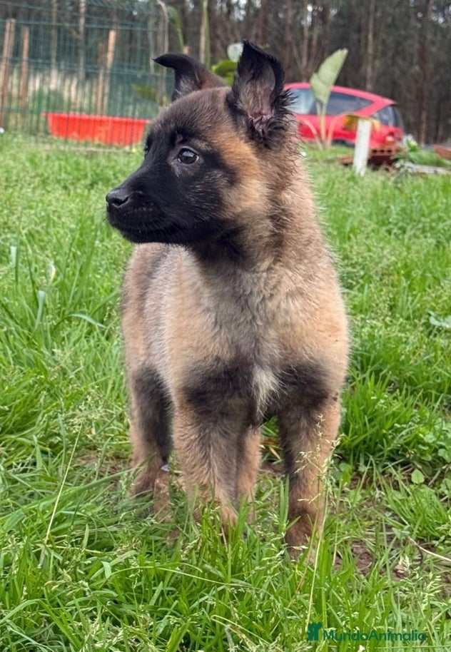 Pastor Belga Malinois perros Cachorra malinois en adopcion - Anuncio 1