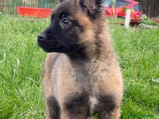 Pastor Belga Malinois perros en adopcion: Cachorra malinois en adopcion - Anuncio 2